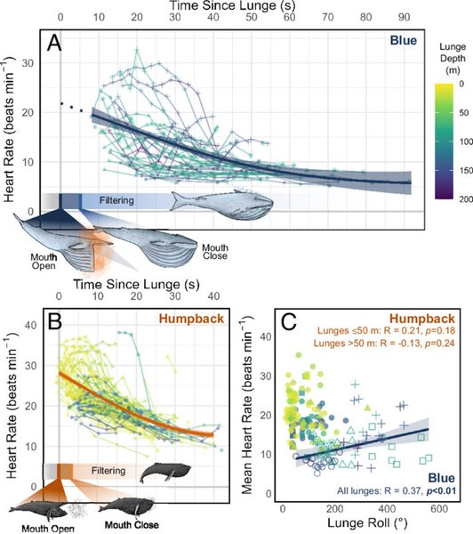 киты охота киты охота